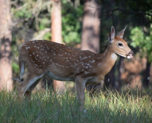 Whitetail Deer Devil's Tower