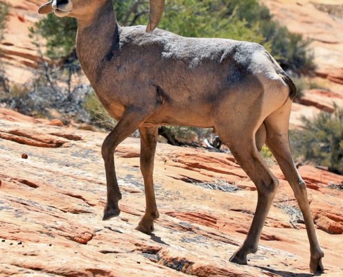 Desert Bighorn Sheep