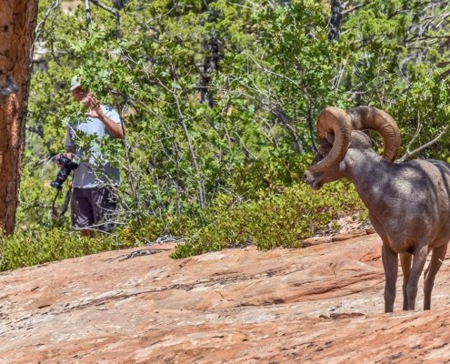 Desert Bighorn Sheep