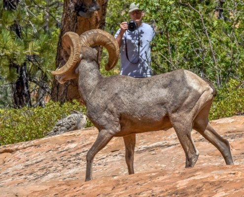 Bighorn Sheep Zion National Park
