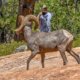 Bighorn Sheep Zion National Park