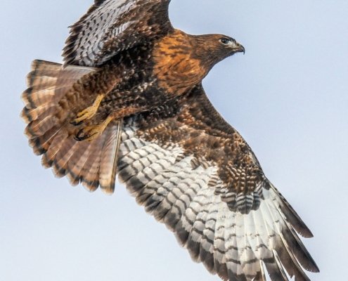 Red Tail Hawk